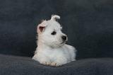 4. Westies deux mois 005